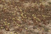 Sedum sediforme 0266 (*)