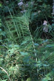Equisetum telmateia 0930 (*)