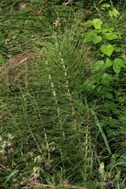 Equisetum telmateia 0931 (*)