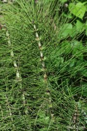 Equisetum telmateia 0934 (*)