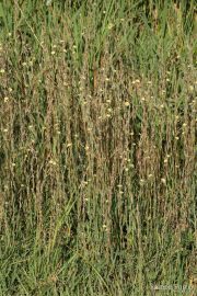Lactuca saligna 0898 (*)