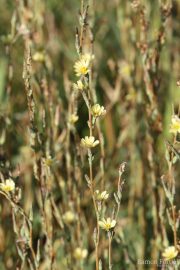 Lactuca saligna 0901 (*)