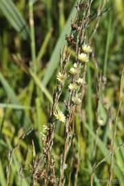 Lactuca saligna 0902 (*)