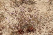 Limonium virgatum 0271 (*)