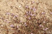 Limonium virgatum 0272 (*)
