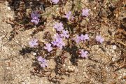 Limonium virgatum 0274 (*)