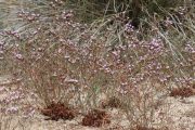 Limonium virgatum 0277 (*)
