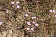 Limonium virgatum 0289 (*)