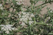 Echinophora spinosa 0224 (*)