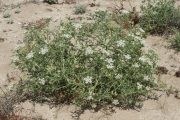 Echinophora spinosa 0225 (*)