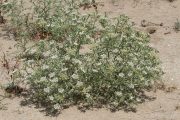 Echinophora spinosa 0242 (*)