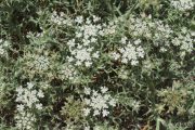 Echinophora spinosa 0247 (*)