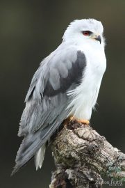 Elanus caeruleus 3234 (****)