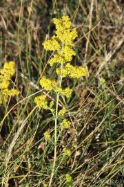Galium verum 0001 (*)