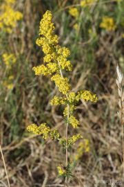 Galium verum 9998 (*)