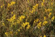 Galium verum 9999 (*)