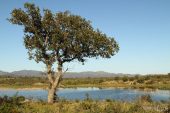 Estany Gran (Estanys dels Tòrlits) 7556 (*)