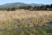 Estany Petit (Estanys de la Jonquera) 3187 (*)