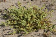 Stachys maritima 0057 (**)