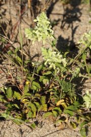 Stachys maritima 1777 (**)