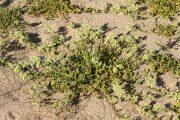 Stachys maritima 1778 (**)