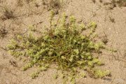 Stachys maritima 4107 (**)
