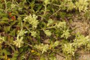 Stachys maritima 4108 (**)