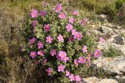 Cistus albidus 1810 (*)