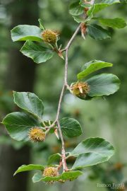 Fagus sylvatica 7118 (*)
