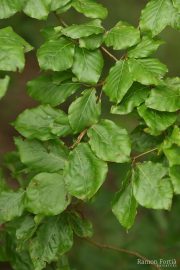 Fagus sylvatica 7188 (*)