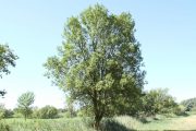 Fraxinus angustifolia 0476 (*)