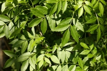 Fraxinus angustifolia 0459 (*)