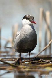 Chlidonias hybridus 1147 (***)