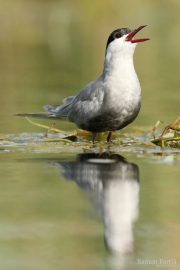 Chlidonias hybridus 6160 (***)