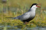 Chlidonias hybridus 6210 (***)