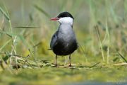 Chlidonias hybridus 6265 (***)