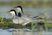Chlidonias hybridus 6911 (***)