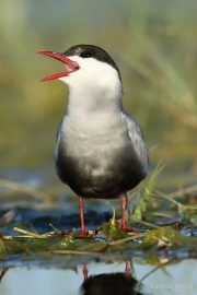 Chlidonias hybridus 7372 (***)