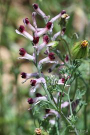Fumaria parviflora 9496 (*)
