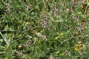 Fumaria parviflora 9499 (*)