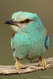 Coracias garrulus 4806 (***)