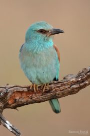 Coracias garrulus 9591 (***)
