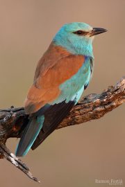 Coracias garrulus 9618 (***)