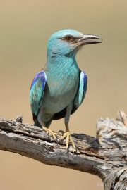 Coracias garrulus 9810 (***)