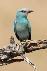 Coracias garrulus 9855 (***)