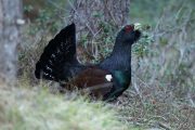 Tetrao urogallus 0468 (****)