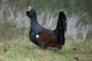 Tetrao urogallus 0523 (****)