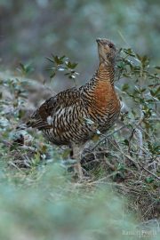 Tetrao urogallus 4957 (****)