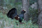Tetrao urogallus 4981 (****)