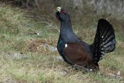 Tetrao urogallus 5118 (****)